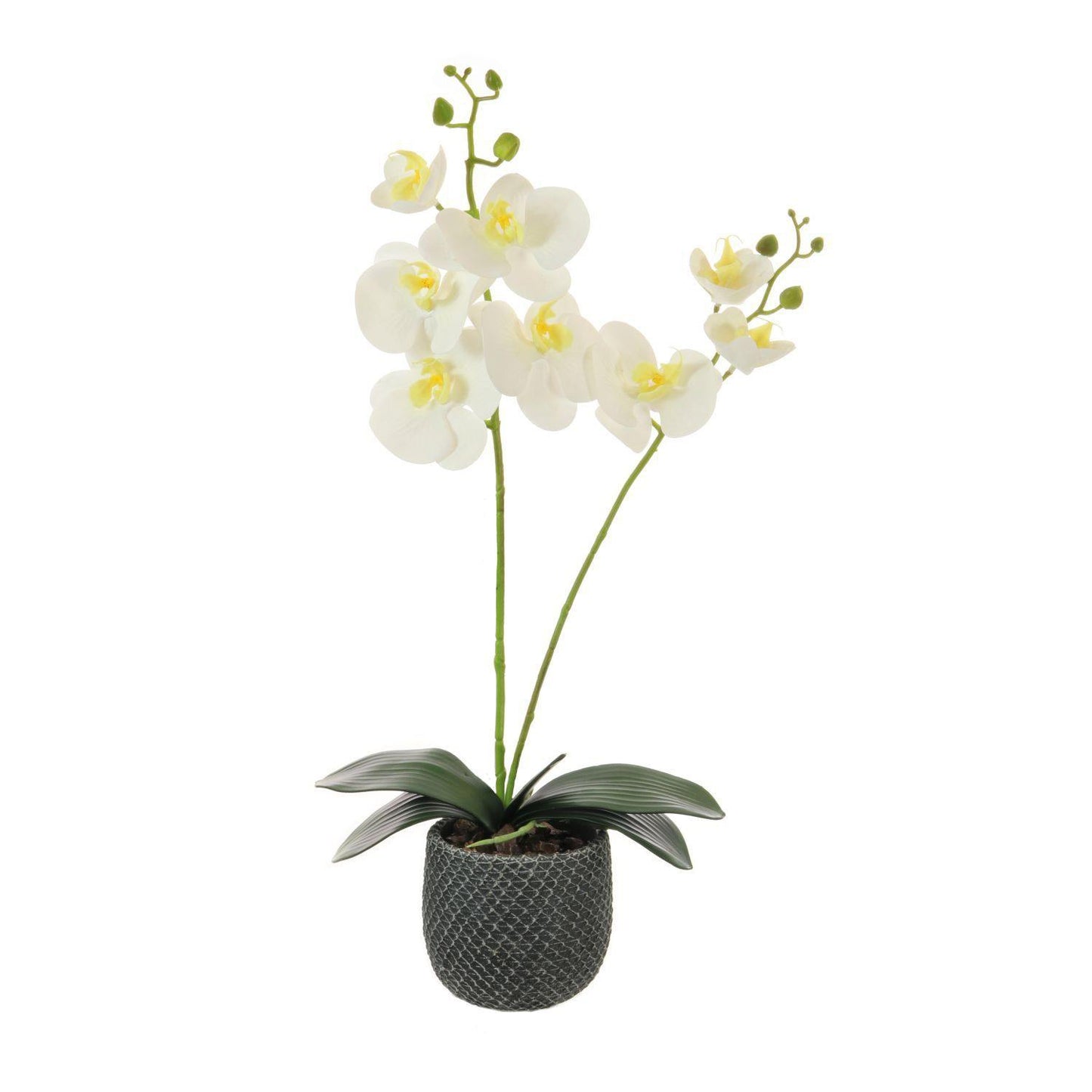 Two Stem Orchid Arrangement - White (Lotus) - Gallery Gifts Online