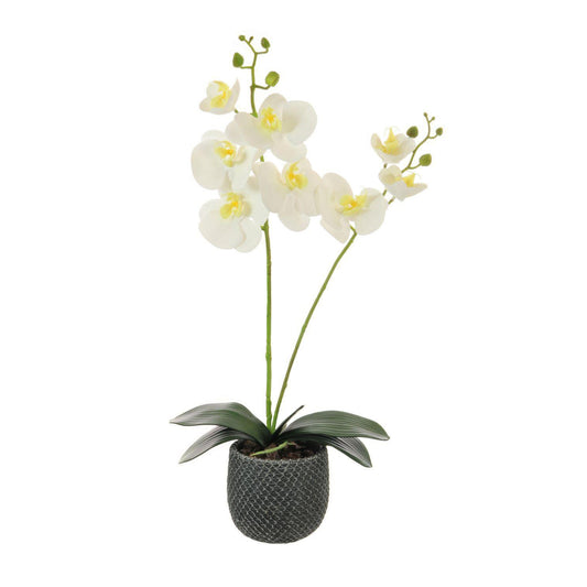 Two Stem Orchid Arrangement - White (Lotus) - Gallery Gifts Online 